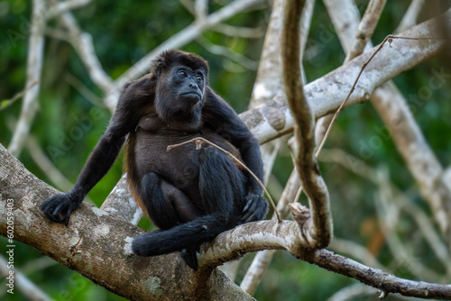 Mantled Howler Monkey - Alouatta palliata, beautiful noisy primate from Latin America forests and woodlands, Gamboa, Panama.