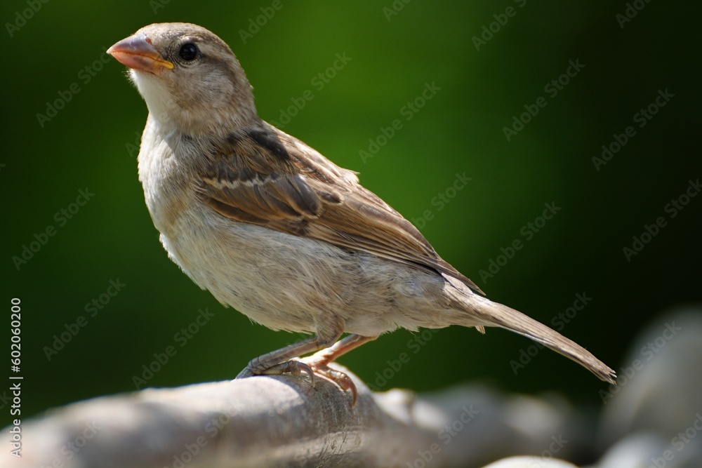 Young tree sparrow stands on a stick. Moravia. Czechia. Young tree sparrow stands on a stick. Moravia. Czechia.
