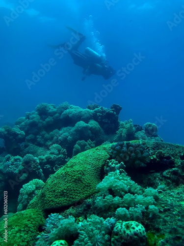 diver and reef