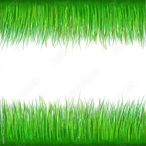 green grass frame isolate transparent 