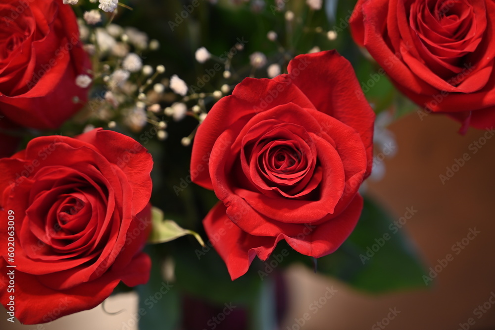 Fototapeta premium Rose