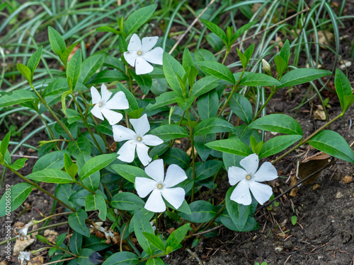 Photos Lesser white periwinkle Vinca minor alba with white flowers
