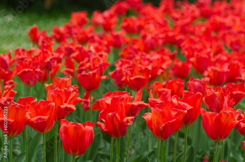 field of tulips, close up