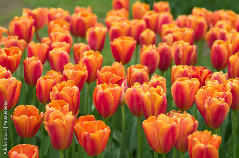 field of tulips, close up