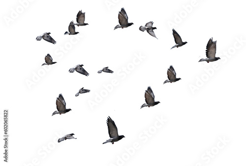flying birds heart formation of pigeons many  isolated for backgound © sea and sun