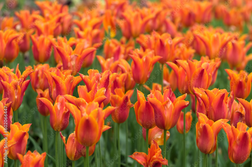 field of tulips, close up field of tulips, close up