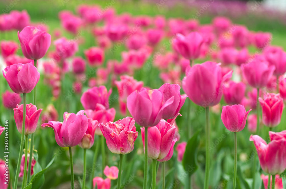 field of colorful tulips field of colorful tulips