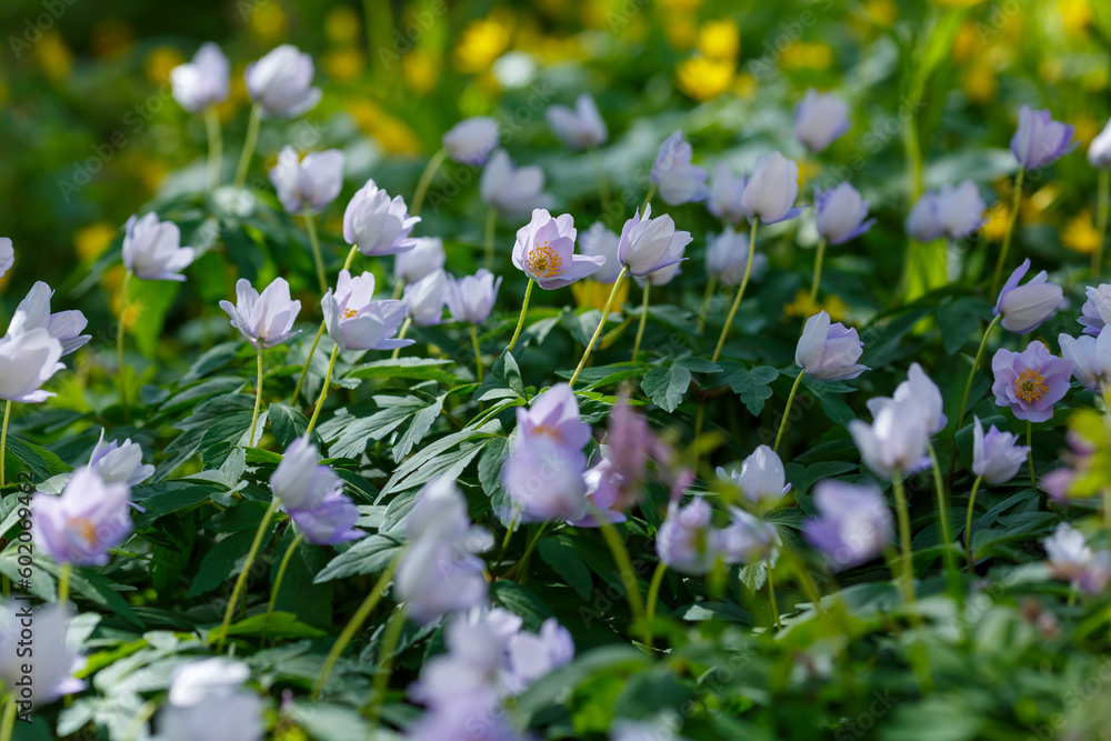 Fototapeta premium Blue wood Anemones (Anemone nemorosa) in spring time