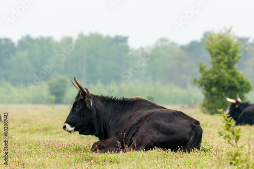 A wild tauros bull sitting at National park Mashorst in Brabant, The Netherlands
