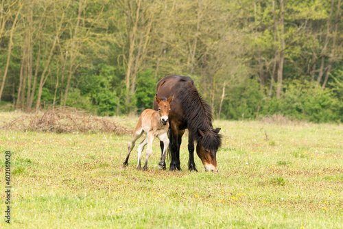exmoor pony gives her mother a pet in the dutch nature reserve 'Maashorst' in Brabant