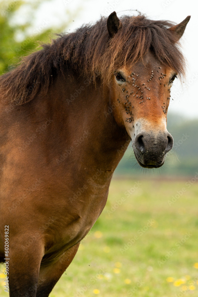 Obraz premium Portrait of a Exmoor pony looking in the camera in the Maashorst in Brabant, Holland