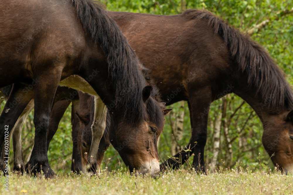 Two Dutch Exmoor Horses grazing grass in the Maashorst