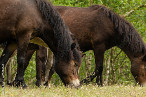 Two Dutch Exmoor Horses grazing grass in the Maashorst