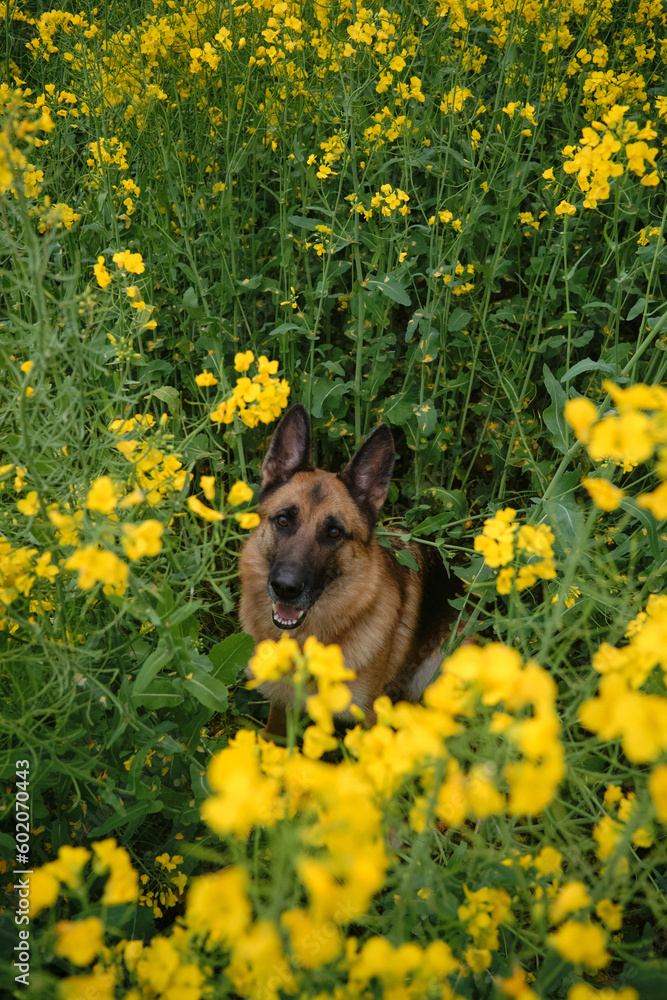 Beautiful German Shepherd sits in rapeseed field and smiles. Charming dog in blooming yellow field in flowers in summer or late spring. Nature and pets concept. Top view.