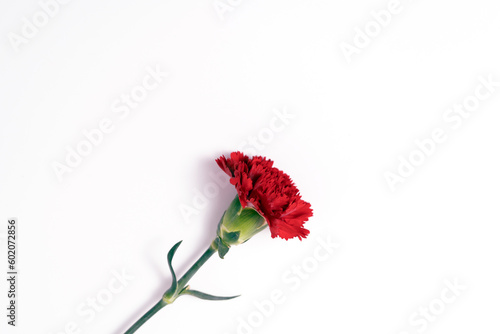 Carnation of love and respect