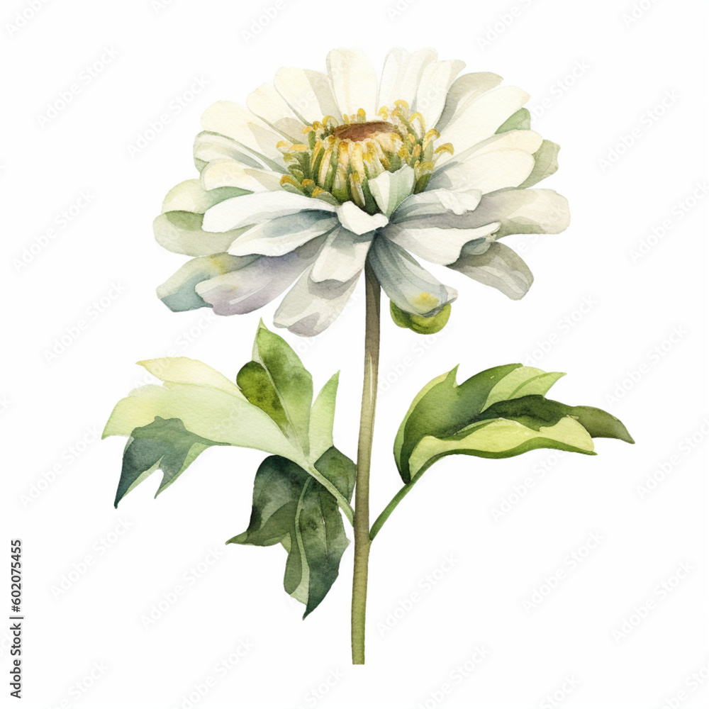 White flower with white background 