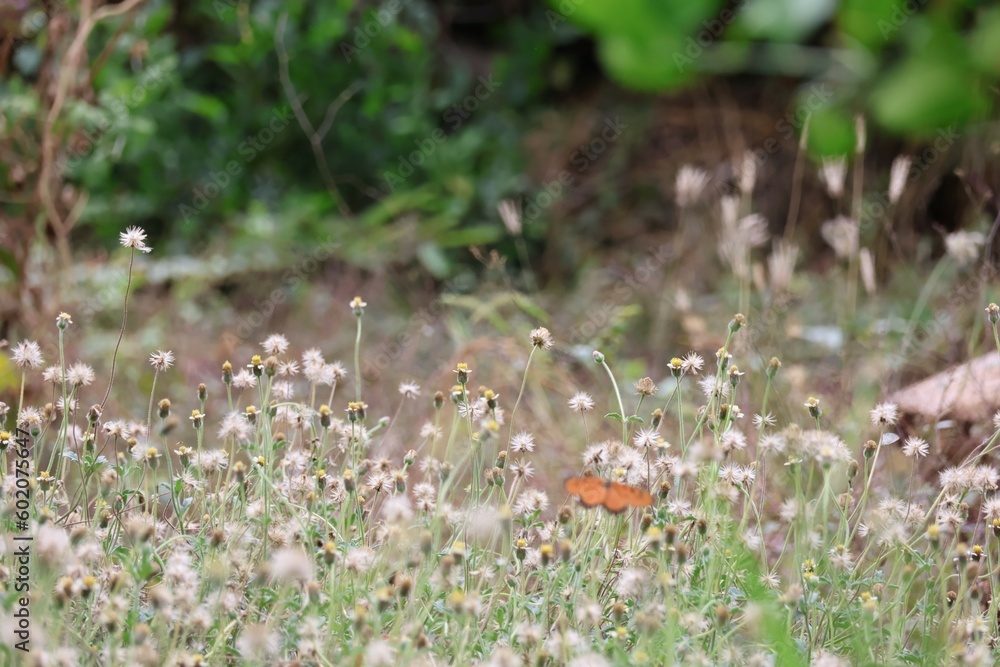 flowers in the grass