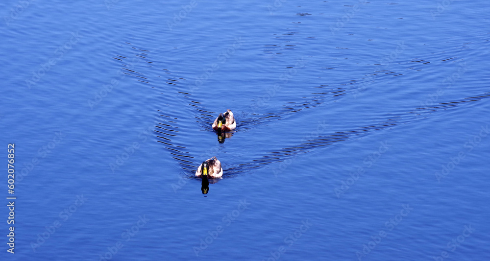 Two mallard ducks on a blue lake