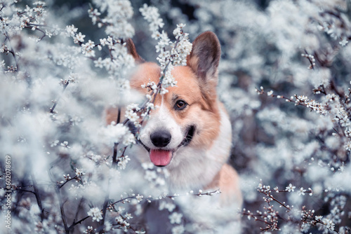 cute portrait of a corgi dog peeks out from behind white flowers in a spring ...