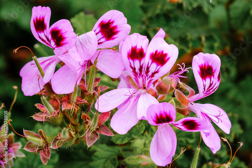 Pelargonium graveolens plant also known as Rose geranium with pink flowers