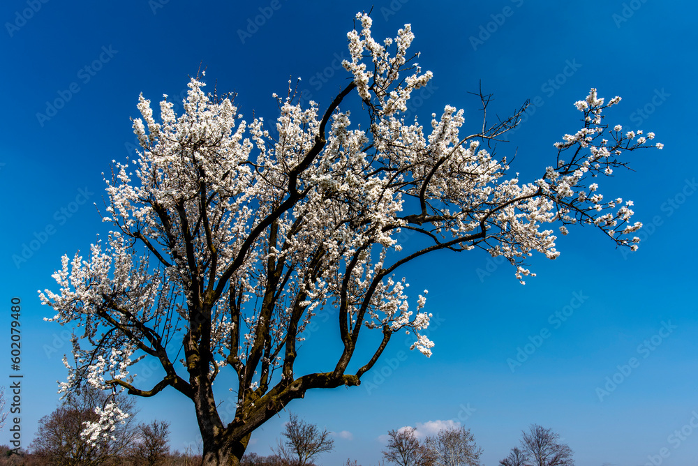 2023 03 05 Lonigo flowering tree 1 2023 03 05 Lonigo flowering tree 1