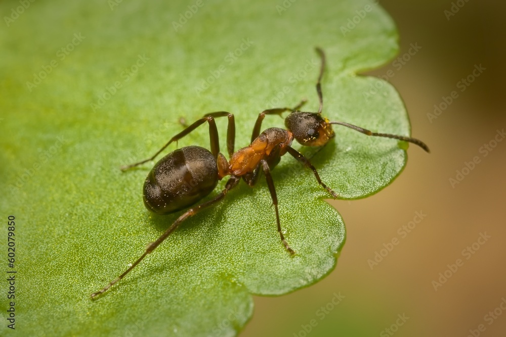 ant Formica rufa Linnaeus on a leaf ant Formica rufa Linnaeus on a leaf