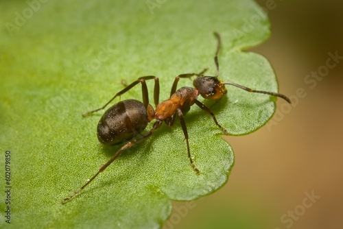 ant Formica rufa Linnaeus on a leaf
