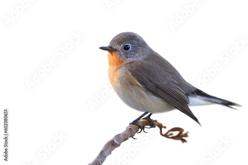 brown with orange feathers on it chin to chest perching on thin branch, red-breasted flycatcher