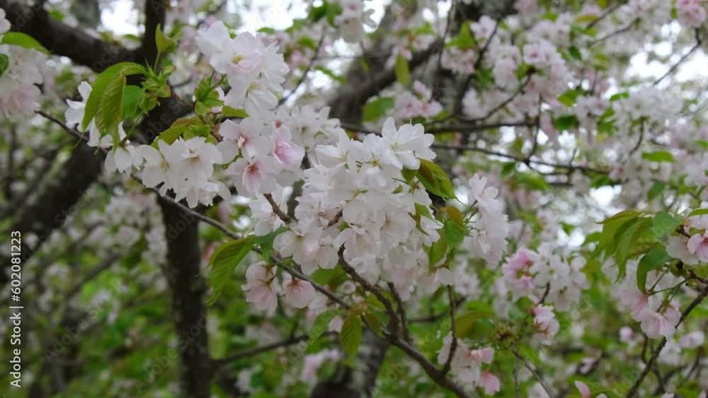 日本、京都、桜、寺院、﻿春の風景、日本の国花