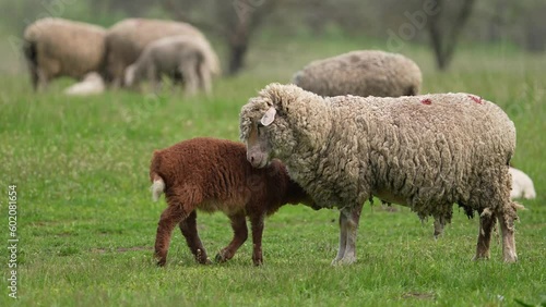 Lambing Season, little lambs with their mothers. Agriculture. Farm animal. Grazing in the meadow near village. Many animals in the field. Animal look at the camera