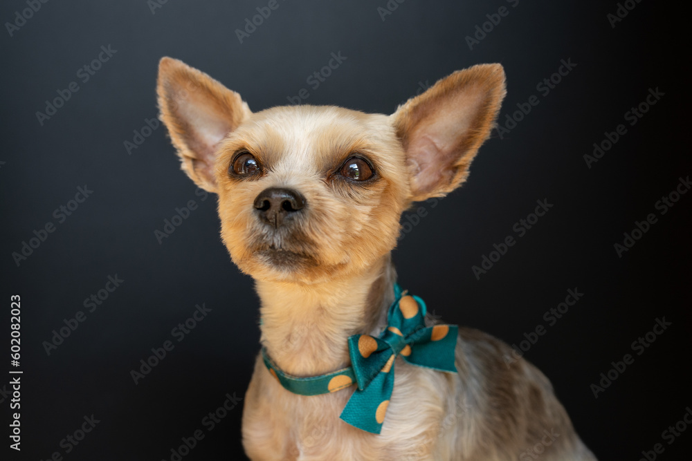 Yorkshire Terrier Yorkshire Terrier