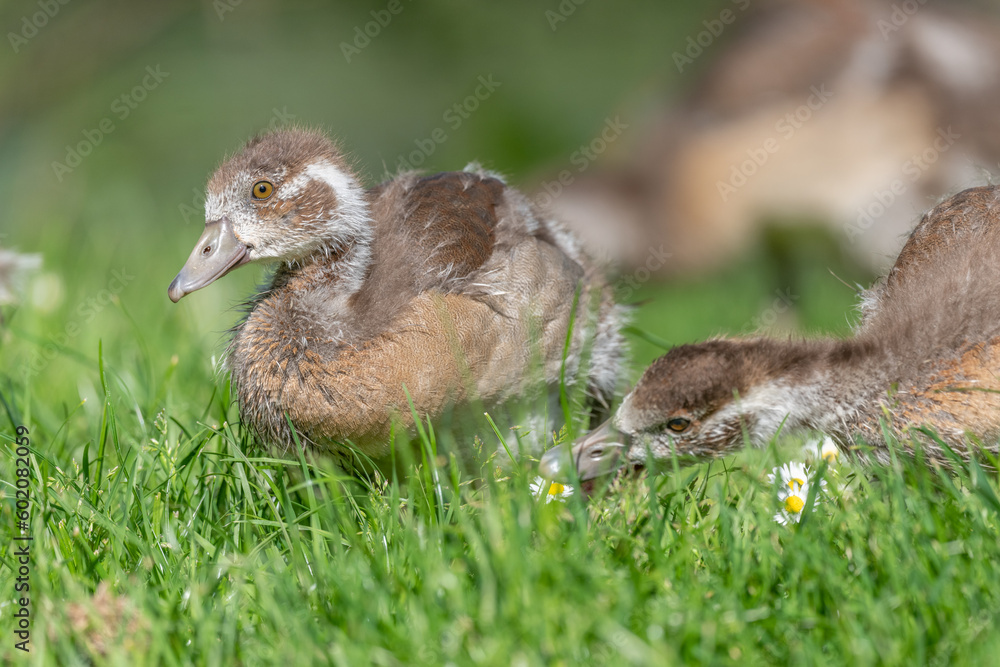 Egyptian goose chick (Alopochen aegyptiaca) at the edge of a river. Egyptian goose chick (Alopochen aegyptiaca) at the edge of a river.