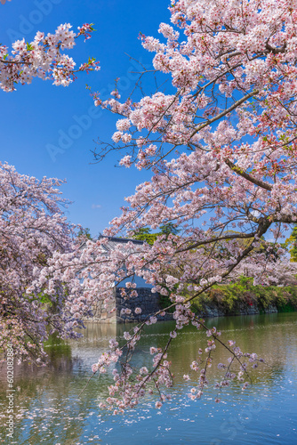 桜咲く小田原城址公園　日本春風景