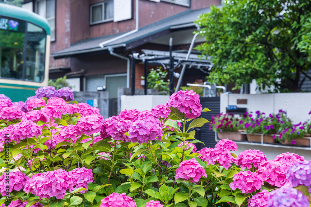 町を走る電車と紫陽花　日本夏風景