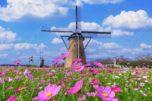 コスモスとオランダ水車　日本秋風景