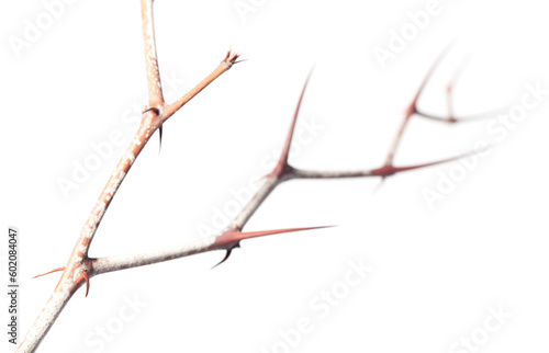 Thorns zigzag on Zizyphus twig