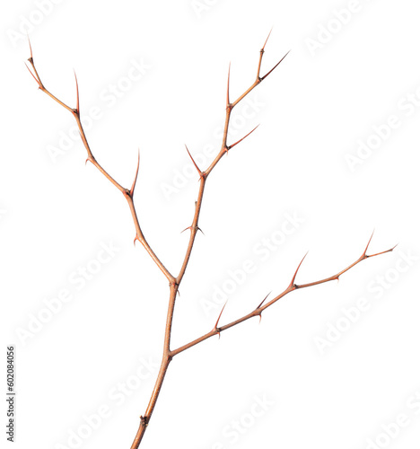 Thorny branch