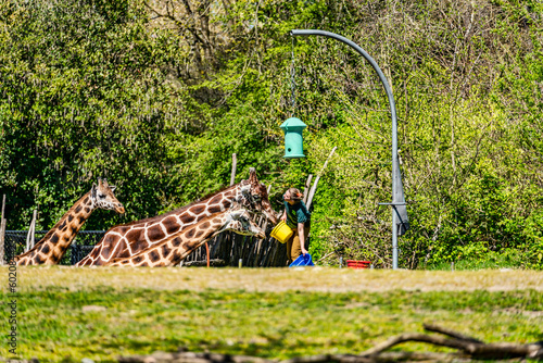 Photography Seattle Zoo Giraffes Feeding 3