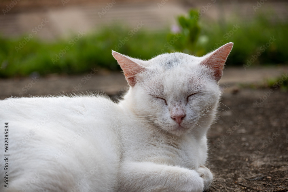 white cat on the grass