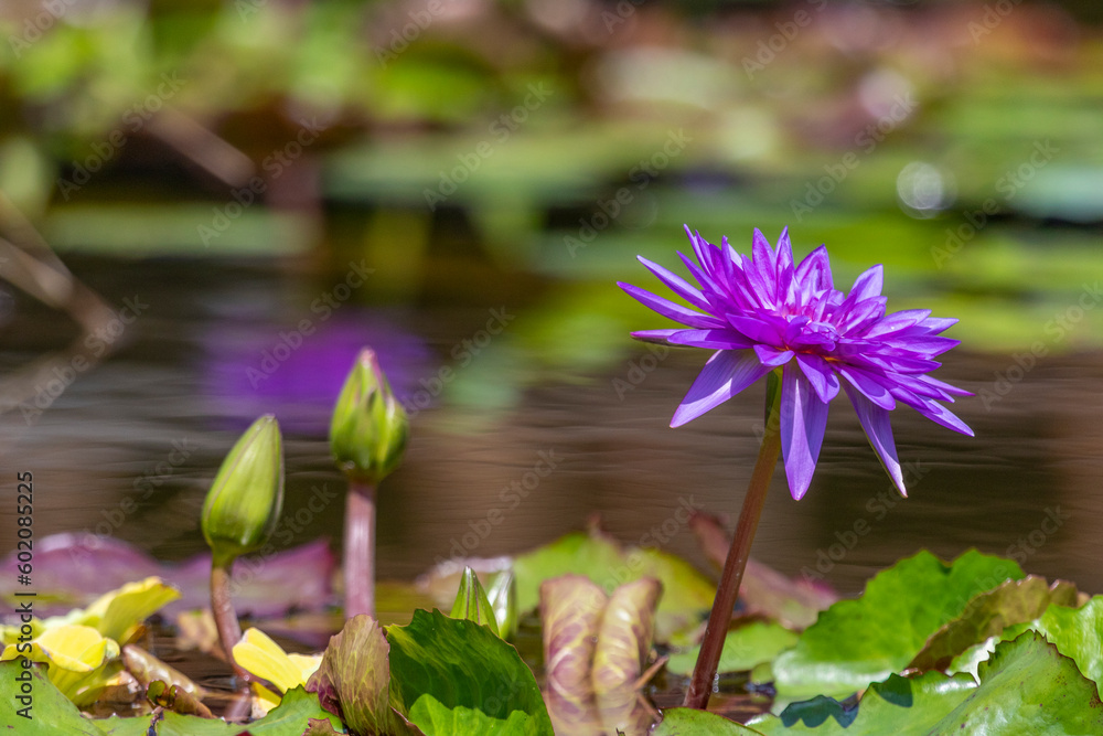 Wunderschöne Seerosen in der Blüte, aufgenommen in gepflegten deutschen und italienischen Seen und Parks Wunderschöne Seerosen in der Blüte, aufgenommen in gepflegten deutschen und italienischen Seen und Parks