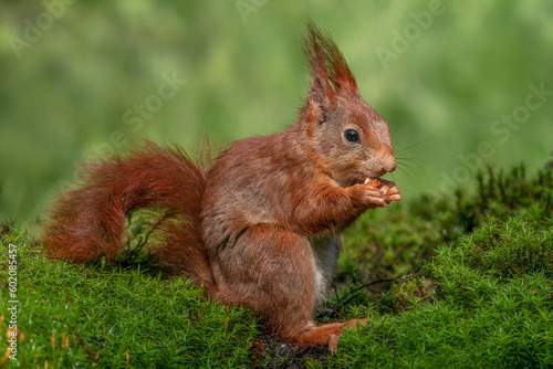 Hungry Eurasian red squirrel (Sciurus vulgaris) in the forest of Noord Brabant in the Netherlands.                                                               © Albert Beukhof