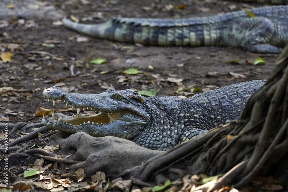 Obraz premium The thai crocodile rest on the garden