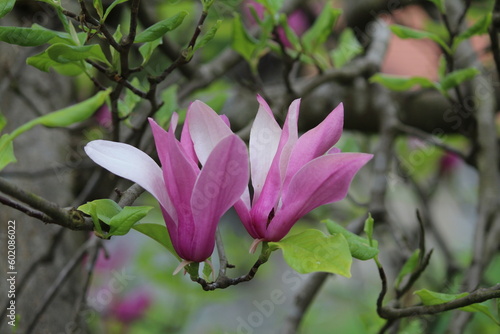 Bright pink Magnolia Susan liliiflora flowers with green leaves in the garden in spring