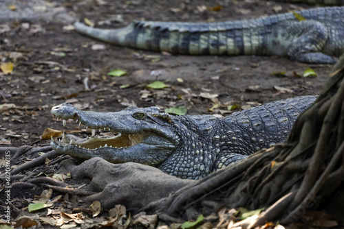 The thai crocodile rest on the garden