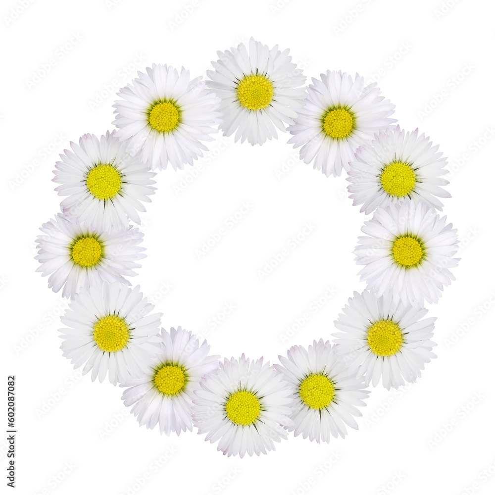 composition with daisies in spring composition with daisies in spring
