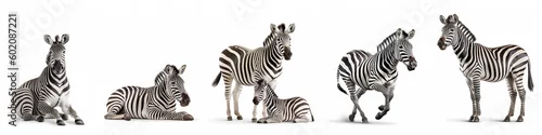 Fototapeta Wildlife zoo safari africa zebras animals banner panorama long - Collection of standing, sitting, lying group of zebra (hippotigris) family with young baby, isolated on white background, Generative Ai