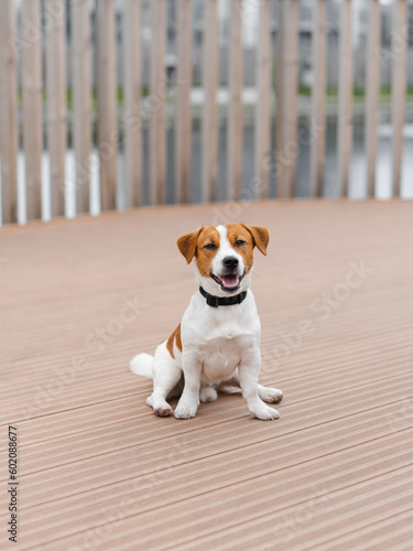 Cute Jack Russell Terrier dog outdoors in the nature on a summer day. Adorable puppy Jack Russell Terrier looking at the camera