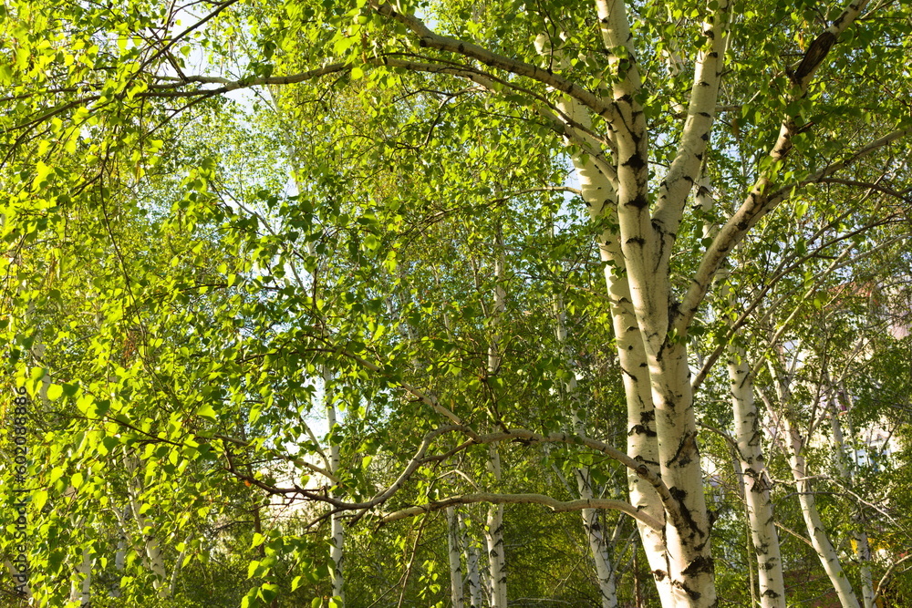 Obraz premium Birches