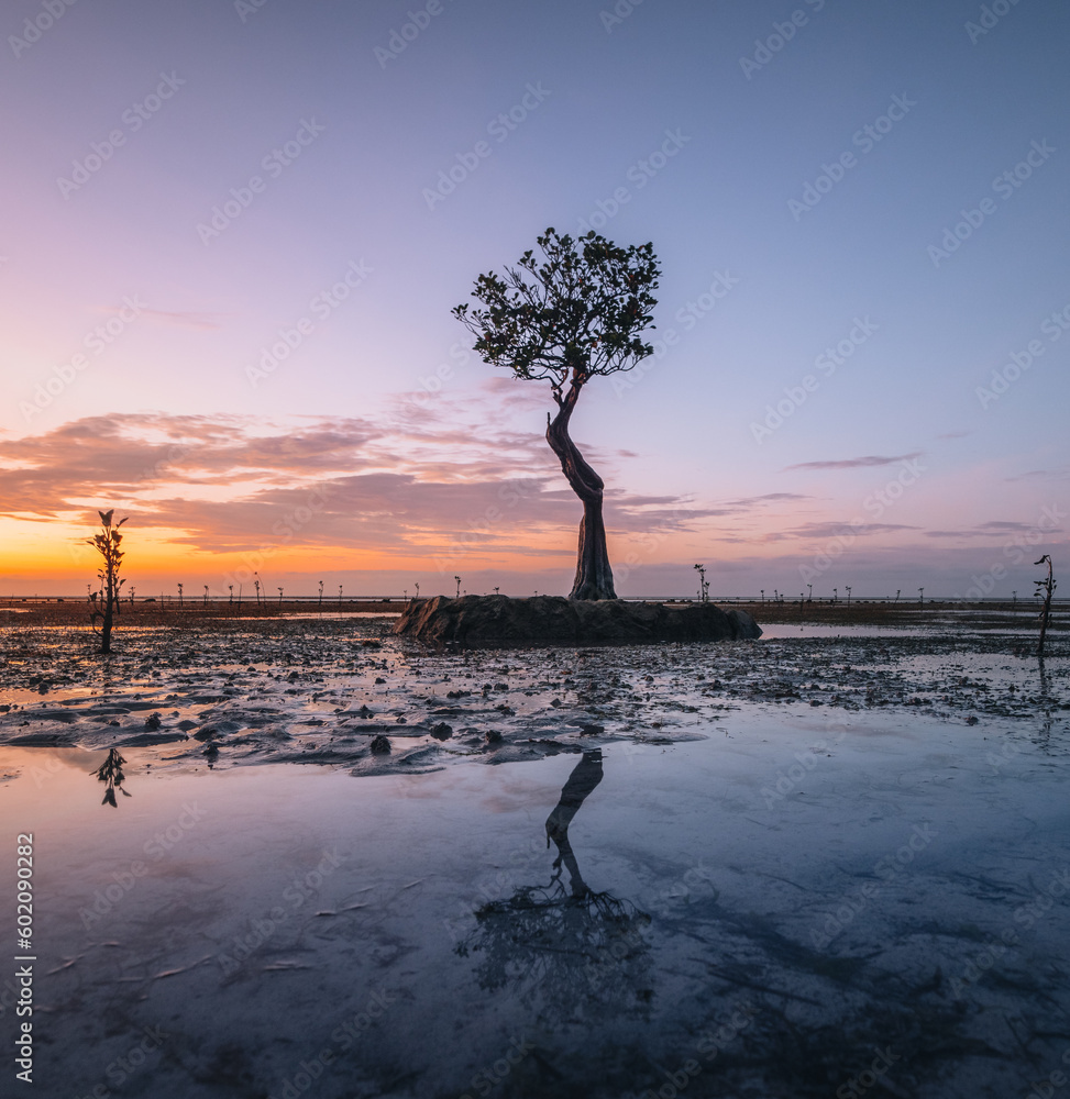 Φωτογραφία The Mangroves of Walakiri Beach, Sumba Island, Indonesia during sunset and low tide in soft light