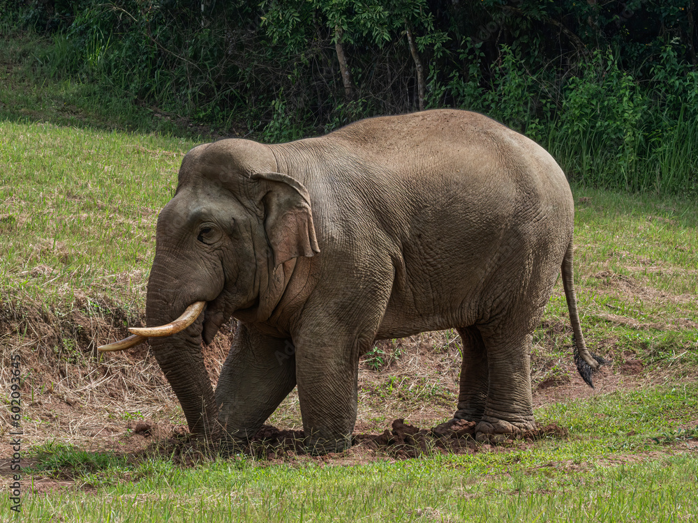 Fototapeta premium A big male elephant is enjoying eating salt licks.